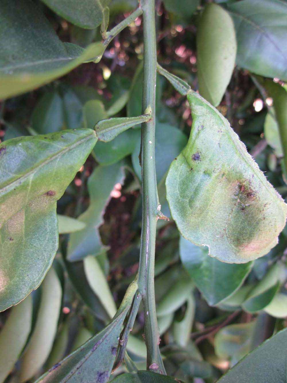            First year twig (Winter Haven, FL)   